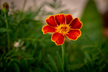 Fiore rosso e arancione di tagete in macro con sfondo verde sfocato