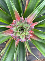 Pineapple Plant Close-Up from Above