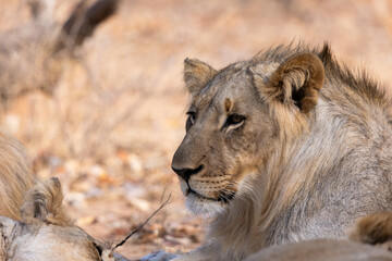 portrait of a young male lion