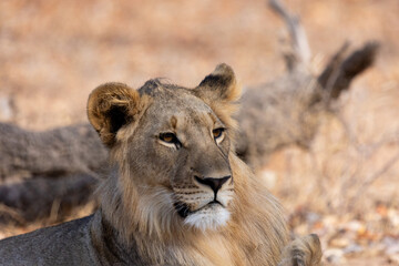 portrait of a young male lion