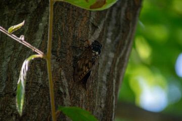真夏の木陰のアブラゼミ