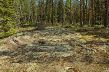 Ylikorvenkangas jatulintarha is a labyrinth pattern made of stones is located on a rocky bottom, but is badly overgrown, in forest on a sunny spring day, Miehikkälä, Finland.