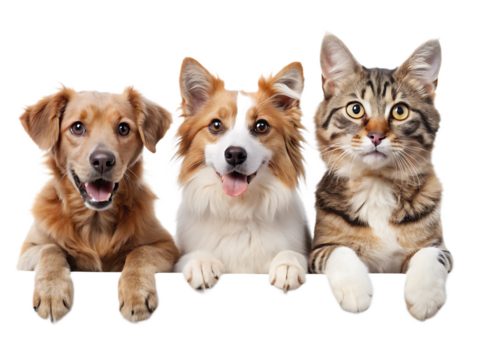 The banner ad features dogs and cat isolated on white background ,PNG.AI Generated.