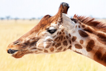 T&ecirc;te de girafe en gros plan	