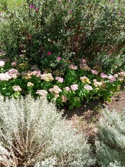 flowers in the garden