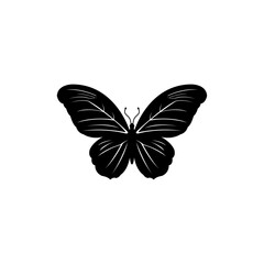 Butterfly On White Background Vector