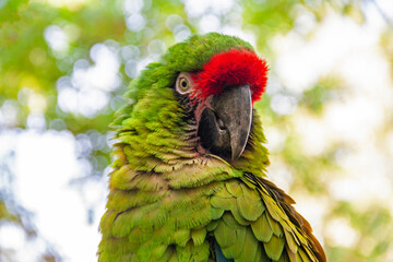 Ara militaire en gros plan	