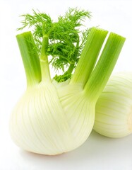 Two fresh fennel bulbs, vibrant green fronds, and delicate white flesh are beautifully displayed against a plain white background.