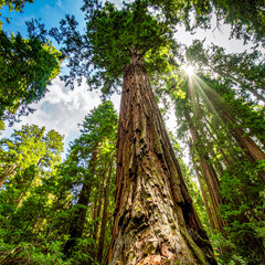 Fototapeta premium Majestic Redwood Forest Canopy with Sunbeams