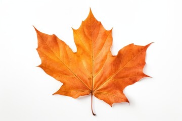 Fototapeta premium Leaf autumn maple plant.