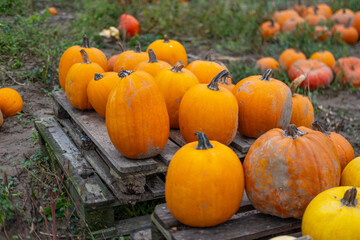 Ripe pumpkins of different varieties growing on farmer field, Pumpkin varieties maturing farmland, golden autumn rich harvest, eco agriculture, farming concept, natural food, organic farming