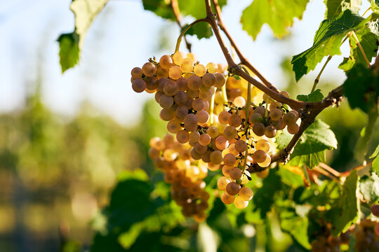 A bunch of ripe yellow grapes hanging from a branch in a vineyard