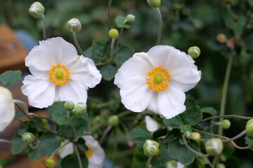 White Japanese anemone、 Japanese thimbleweed in full blooming
