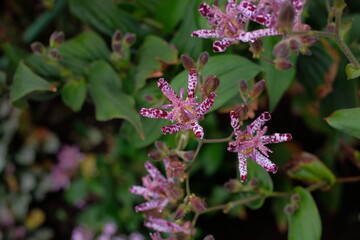 Tricyrtis hirta , Japanese toadlily  in full blooming