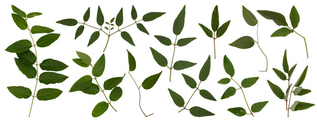 png isolated individually on transparent background set of green leaves and twigs of clematis