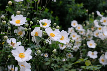 White Japanese anemone、 Japanese thimbleweed in full blooming
