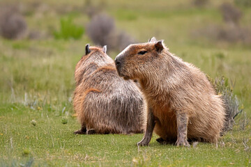 Capybaras de profil et de dos dans la plaine  © guitou60