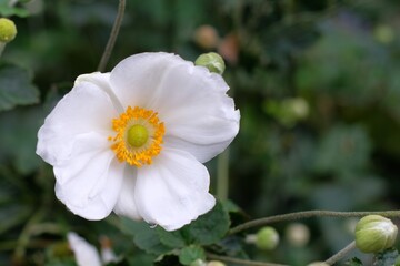 Obraz premium White Japanese anemone、 Japanese thimbleweed in full blooming 