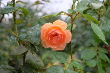 apricot color rose in garden

