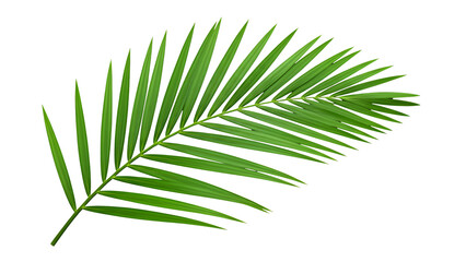 Tropical Green Palm Leaf on Black Background – Botanical Nature Photography