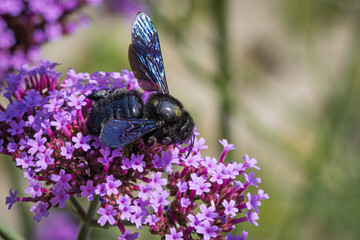Blaue Holzbiene (Xylocopa violacea) sitzt auf der Bl&uuml;te einer Verbene 