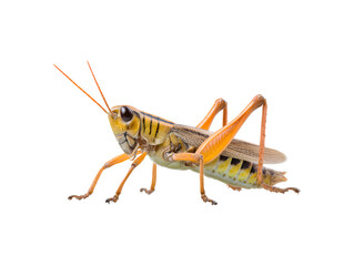 A male cricket displayed prominently for photography
