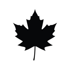 maple leaf on a white background