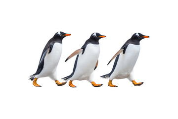 Fototapeta premium Three penguins walking together in a playful manner 