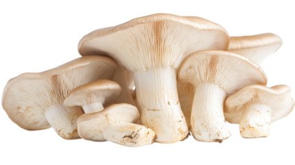 Oyster Mushrooms Cluster isolated on a Transparent or white Background