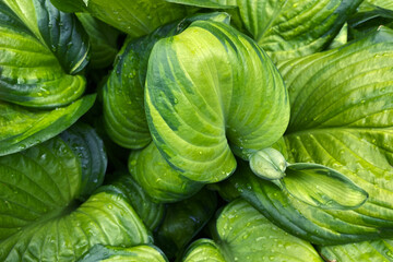 Hosta. Light green hosta leaves after rain. Large drops of water on the leaves of the plant in the garden. Texture of leaves with dew drops
