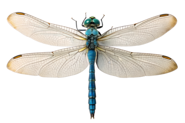 Detailed macro closeup of a stunning blue dragonfly with intricate translucent wings, perfectly isolated on a clean white background. Top-down view of the insect