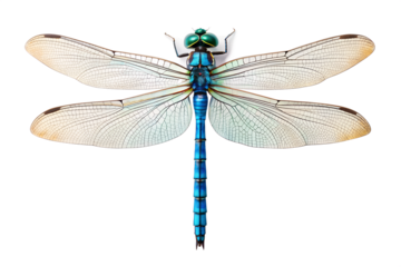 A Close-Up View of a Vibrant Blue Dragonfly with Intricate Transparent Wings, Isolated on a Crisp White Background, Showcasing its Delicate Structure and Natural Beauty