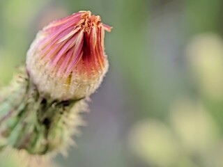 close up a beautiful macro mode flower