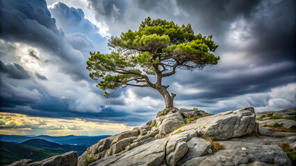 Obraz premium Resilient tree on rocky slope against overcast sky strong survival landscape nature photography 