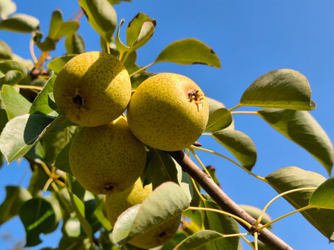 Pear tree with ripe fruits in the sunshine