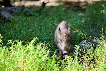 Young wild boar in the woods
