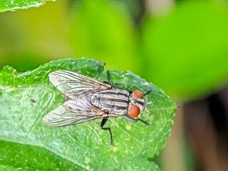 fly on leaf