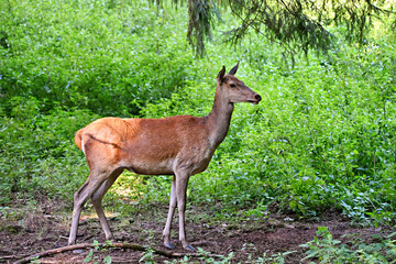 white tailed deer in the forest