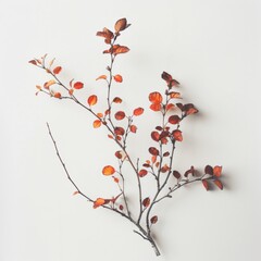 Korean blossom flower plant.