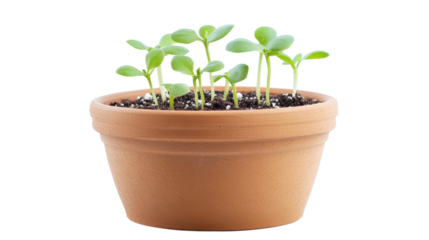Seedlings Growing in a Terracotta Pot isolated on a Transparent or white Background