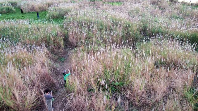 Reeds sway in the autumn wind on Beijiang River in Qingyuan, Guangdong
