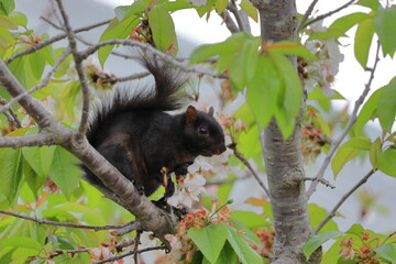 Black squirrel on a tree branch in the spring, close-up