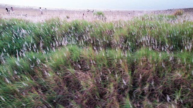 Reeds sway in the autumn wind on Beijiang River in Qingyuan, Guangdong