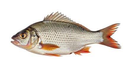 Isolated Freshwater Fish