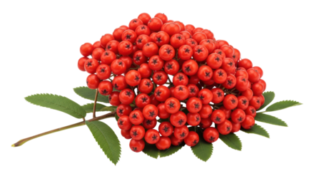 Isolated Rowan Berries