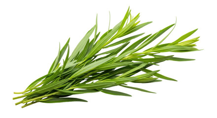Fototapeta premium Isolated Tarragon