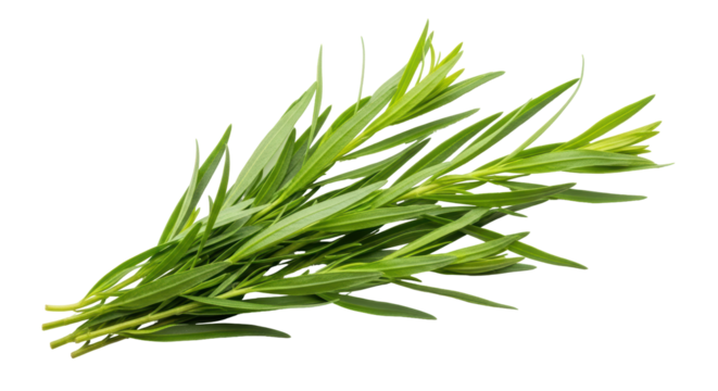 Isolated Tarragon