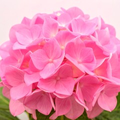 Naklejka premium A close-up view of a vibrant cluster of pink hydrangea blossoms, showcasing delicate petals and a soft, romantic mood.