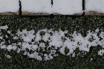 Top down image of flat cut evergreen bushes covered in snow crystals