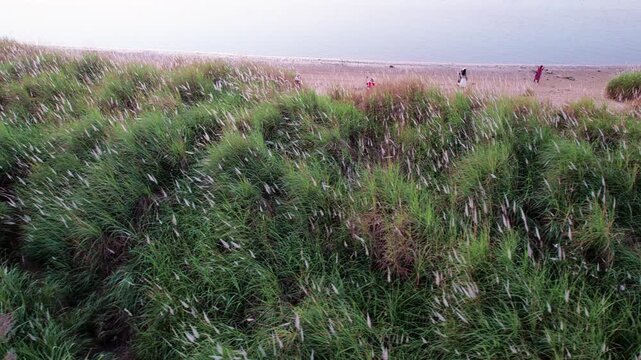 Reeds sway in the autumn wind on Beijiang River in Qingyuan, Guangdong